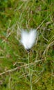 Summer cotton grass at Fiskhalsgraven canyon, Messingen in Sweden